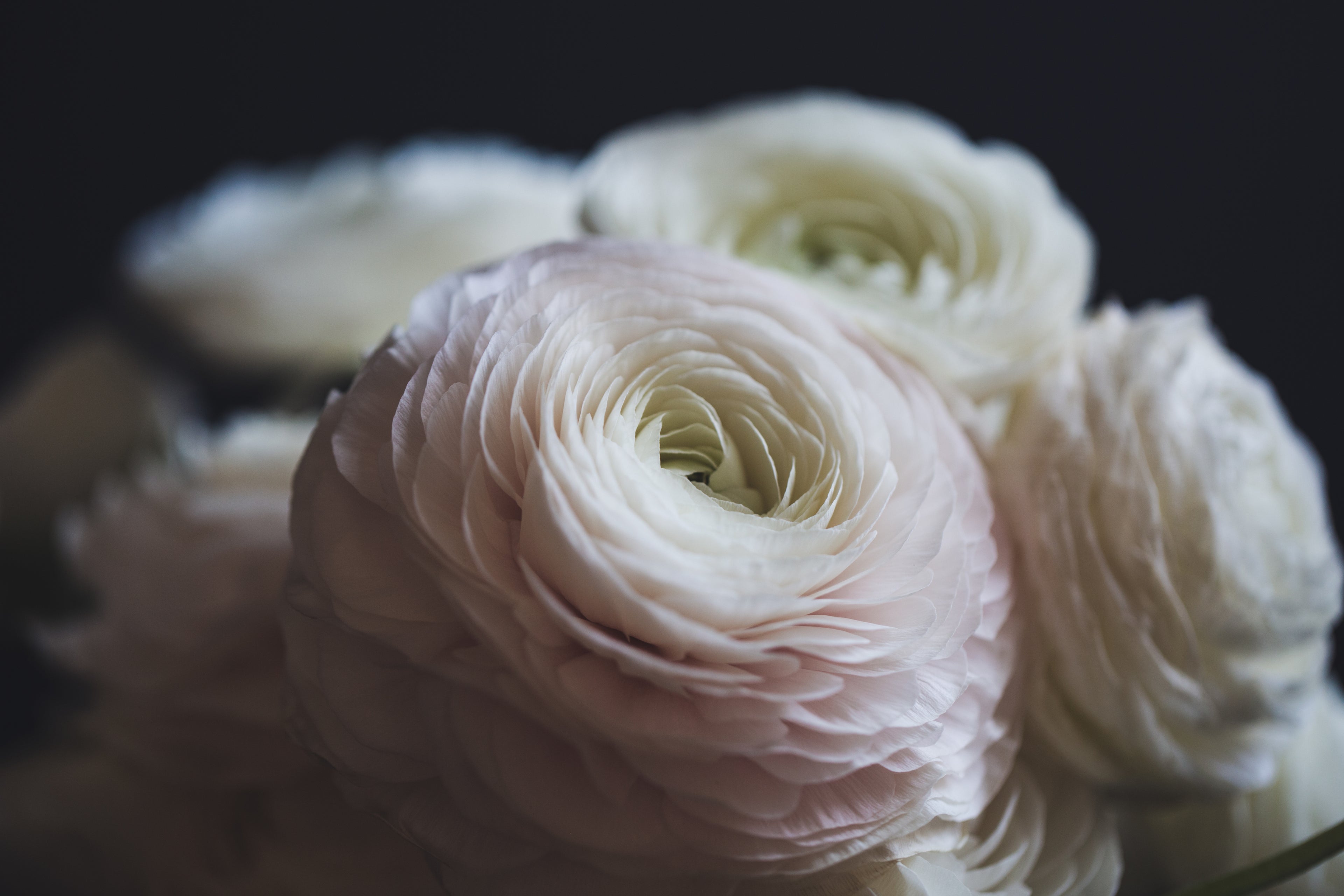 House of Flowers 